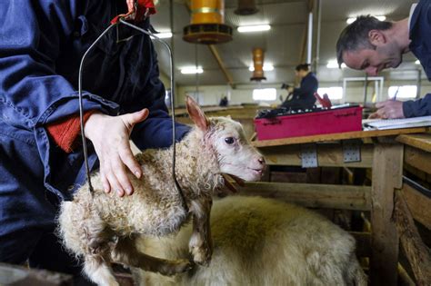 Discussing this reference on another blog, one commenter protested that killing that many <b>lambs</b>, even working twenty-four hours a day, would have required killing eighty-seven <b>lambs</b> per minute to. . How old are lambs when slaughtered